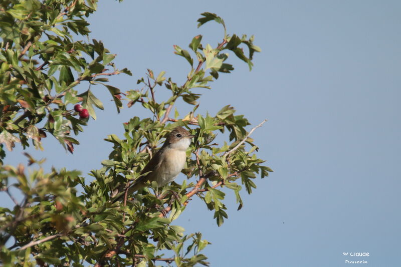 Fauvette grisette