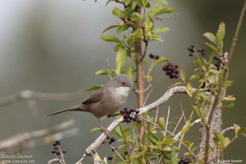 Fauvette mélanocéphale femelle adulte, identification