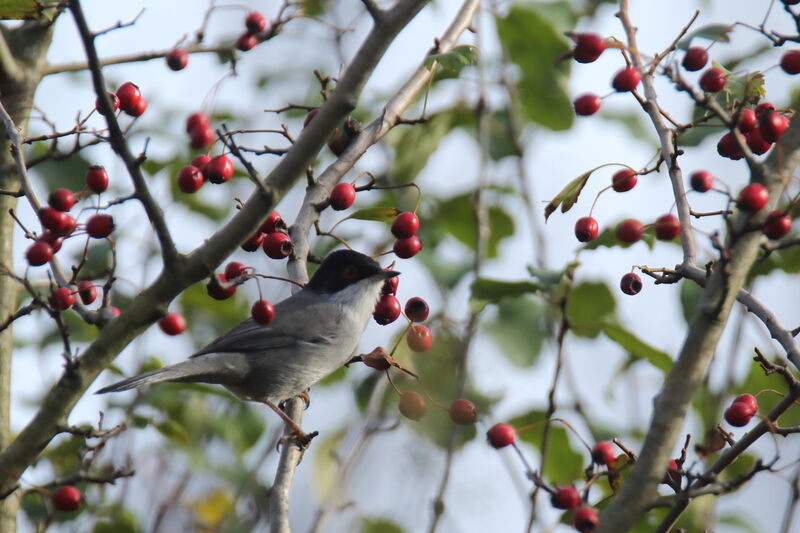 Sardinian Warbler