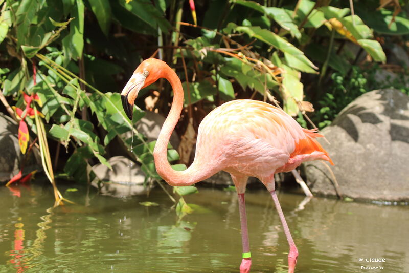 Flamant des Caraïbes