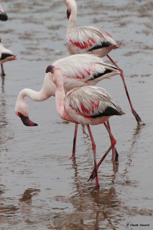 Lesser Flamingo