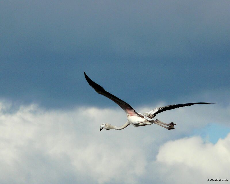 Flamant rose