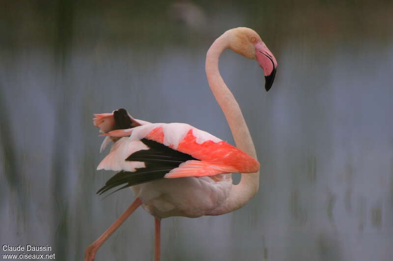 Flamant rose