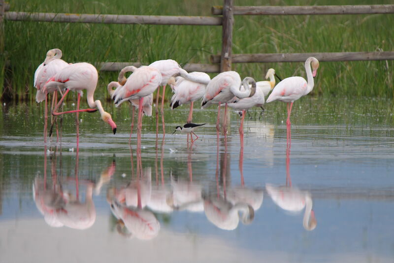 Flamant rose