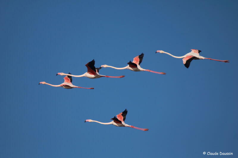 Flamant rose