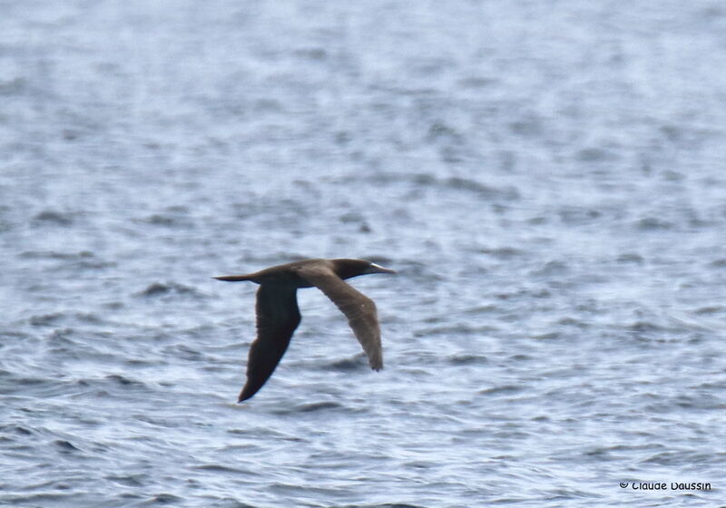 Brown Booby