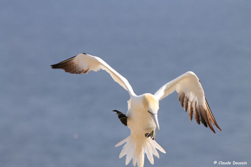 Northern Gannet