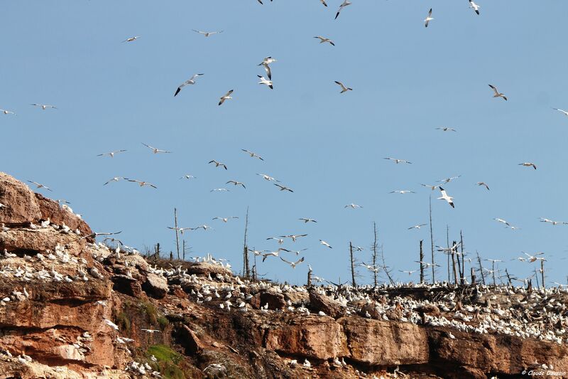 Northern Gannet