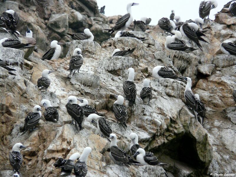 Peruvian Booby