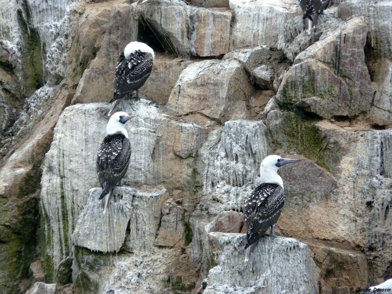 Peruvian Booby