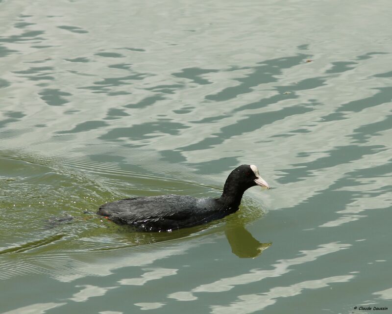 Foulque macroule