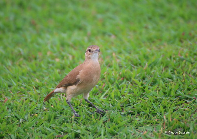 Rufous Horneroadult