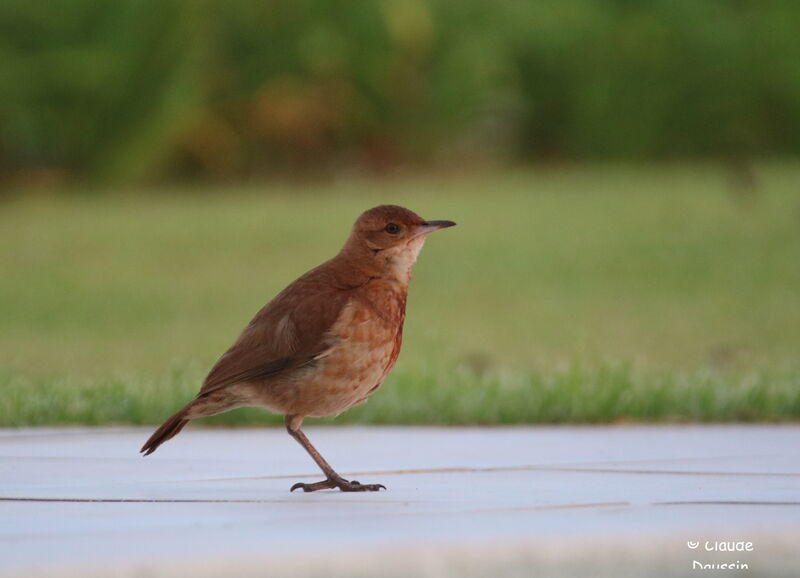 Rufous Horneroadult