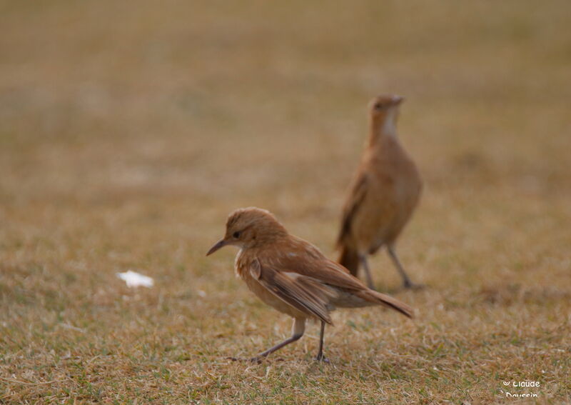 Rufous Horneroadult