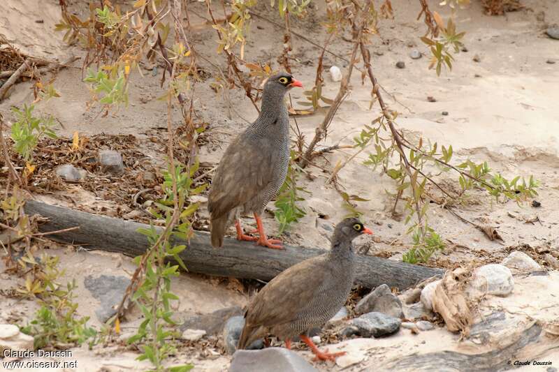 Francolin à bec rougeadulte, habitat