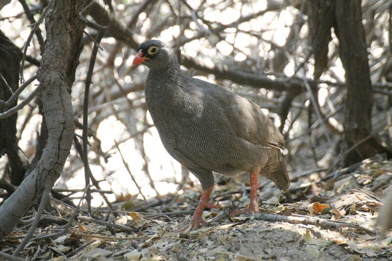 Red-billed Spurfowl