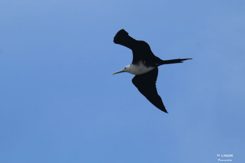 Magnificent Frigatebird