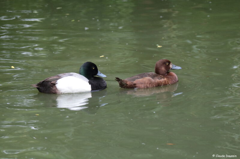 Greater Scaup