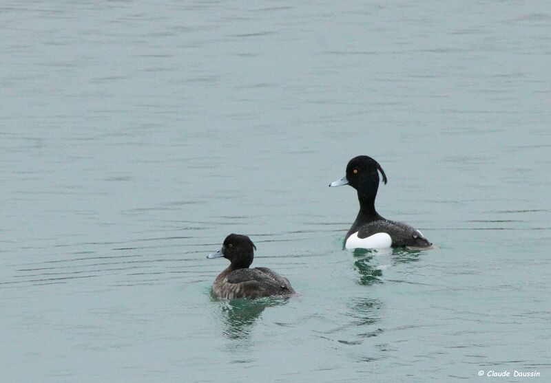 Tufted Duck