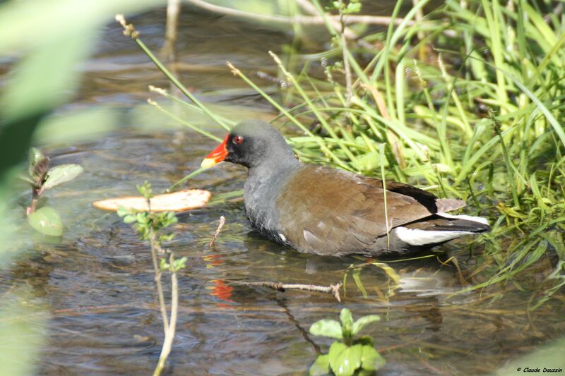 Gallinule poule-d'eau