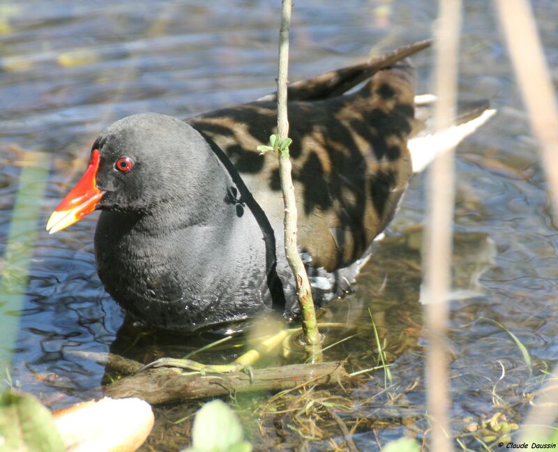 Common Moorhen