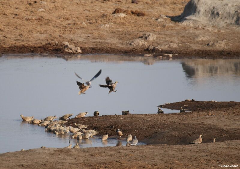 Burchell's Sandgrouse