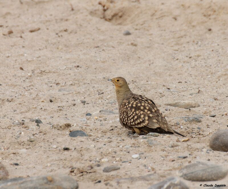 Namaqua Sandgrouse