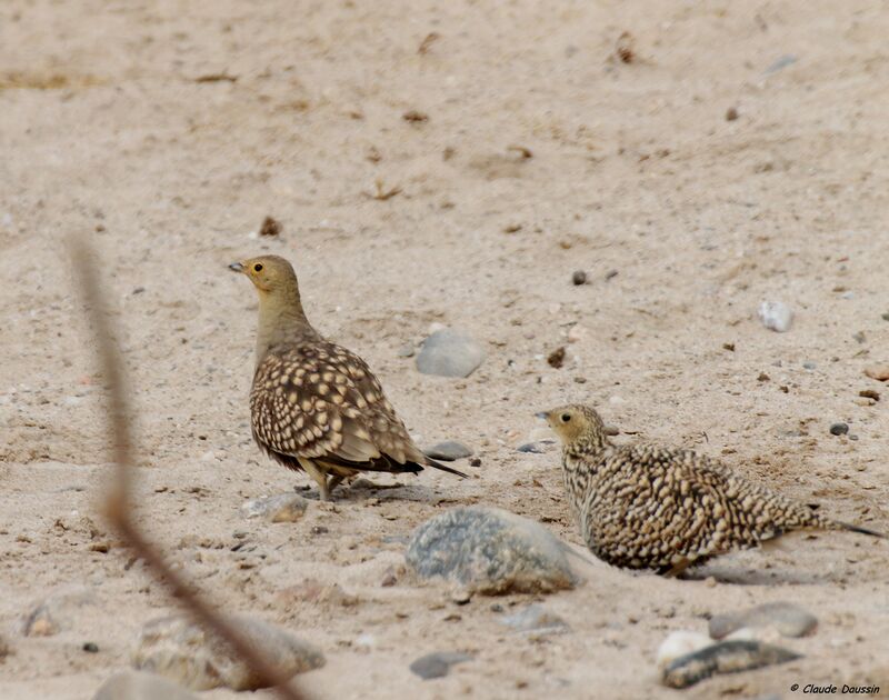 Namaqua Sandgrouse