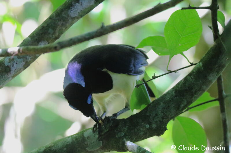 Plush-crested Jay