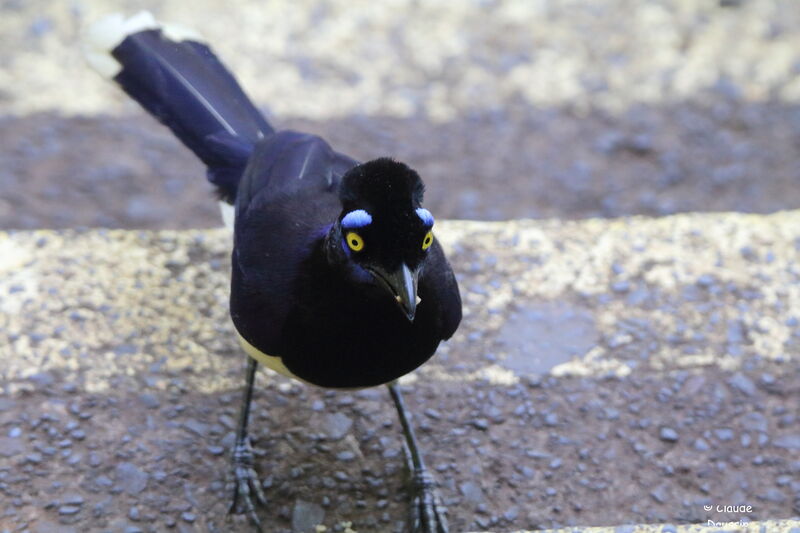 Plush-crested Jay