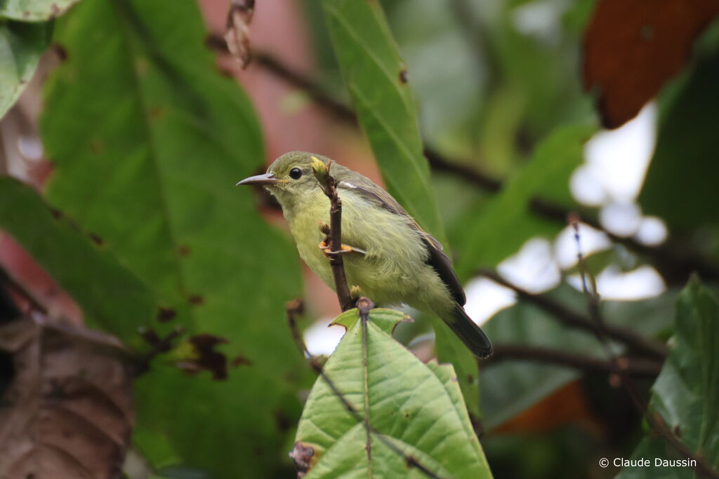 Golden-bellied Gerygoneadult