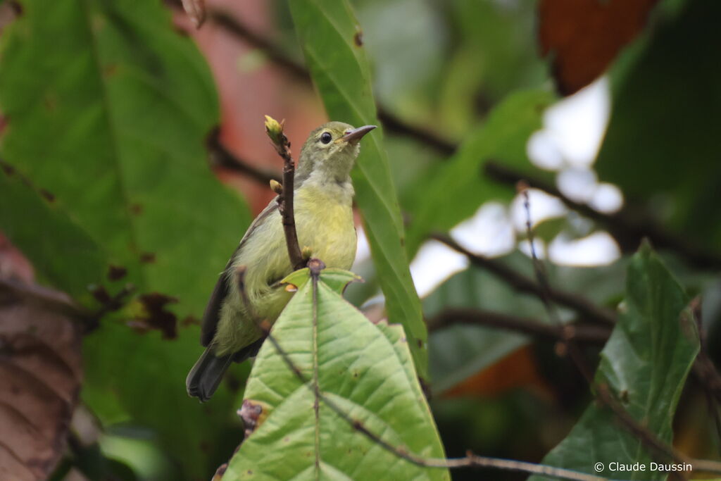 Golden-bellied Gerygoneadult