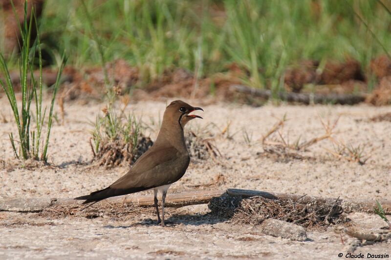 Collared Pratincole