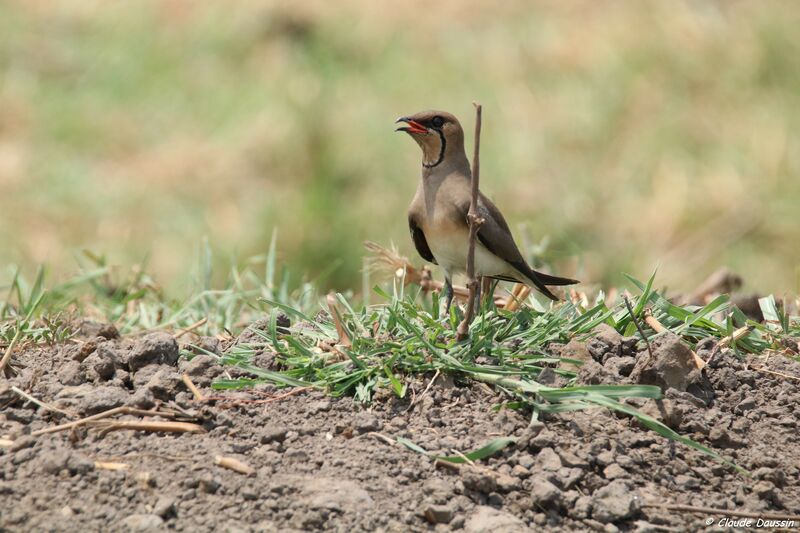 Collared Pratincole