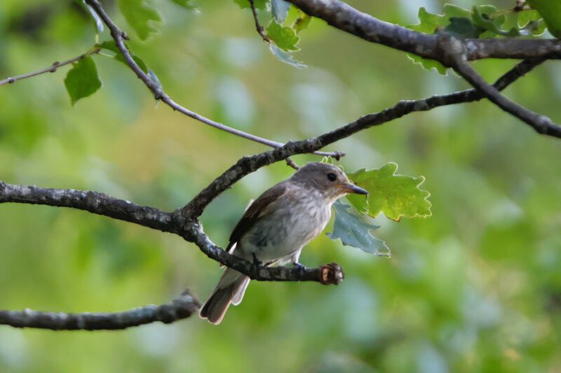 Spotted Flycatcher