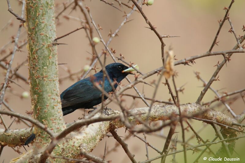 Southern Black Flycatcher