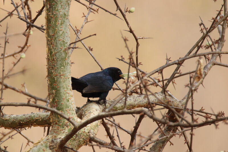 Southern Black Flycatcher