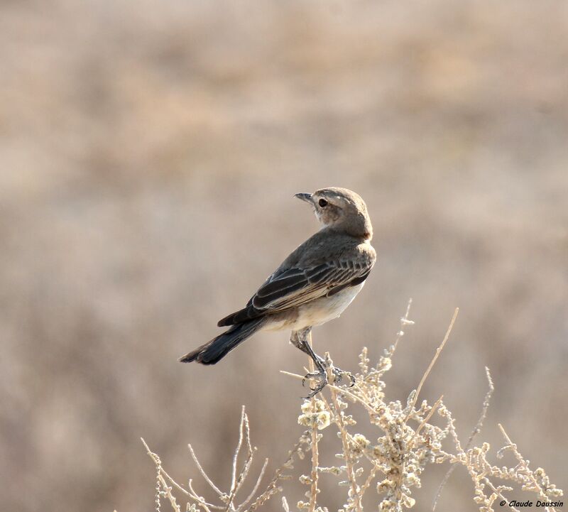 Chat Flycatcher