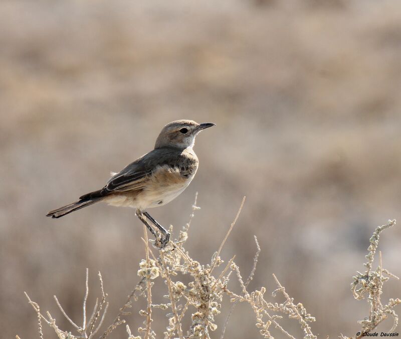 Chat Flycatcher