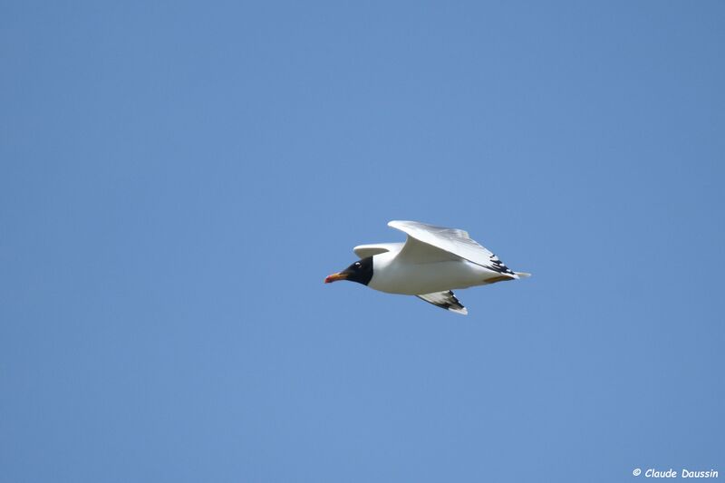 Pallas's Gull