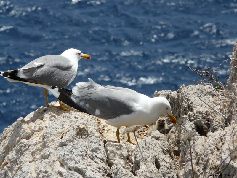 Yellow-legged Gull