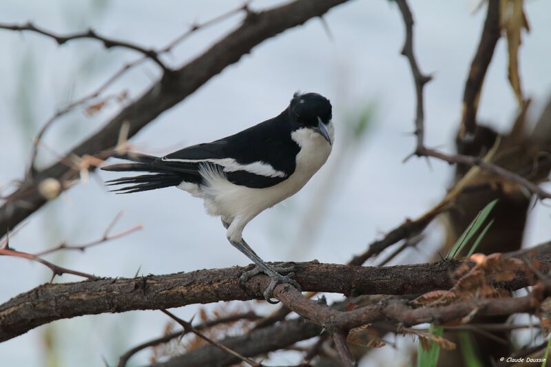 Swamp Boubou