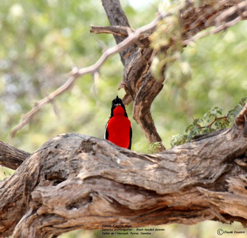 Crimson-breasted Shrike