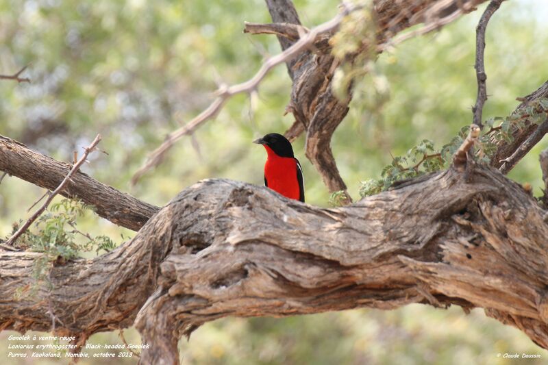 Crimson-breasted Shrike