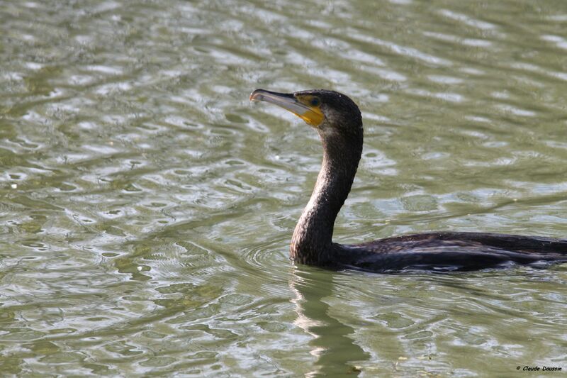 Great Cormorant