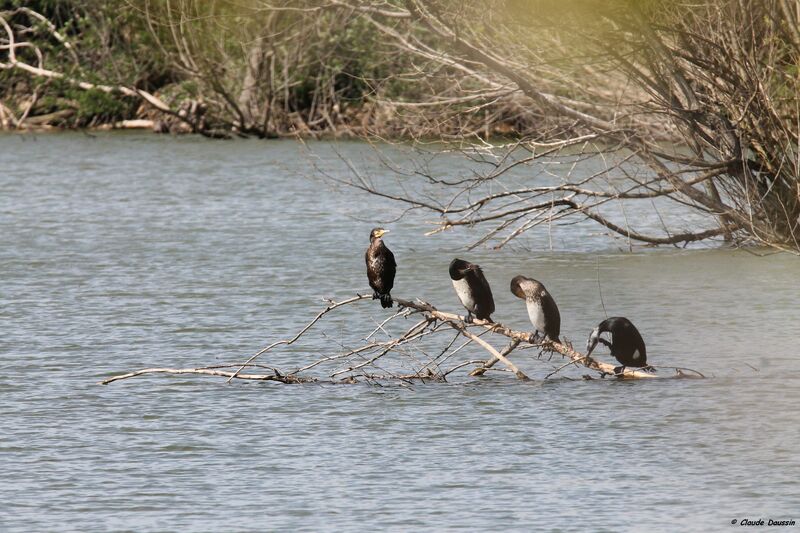 Great Cormorant