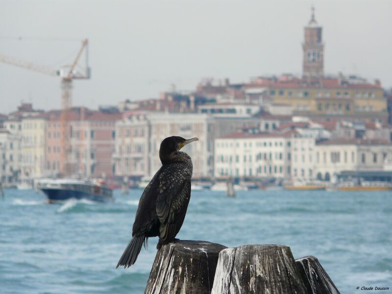 Great Cormorant