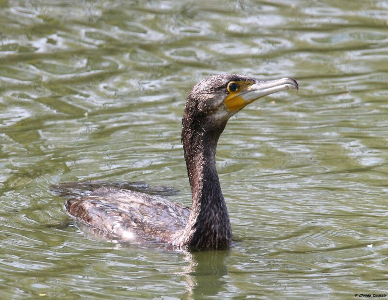 Great Cormorant