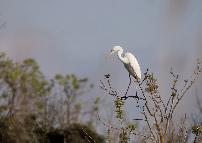 Grande Aigrette