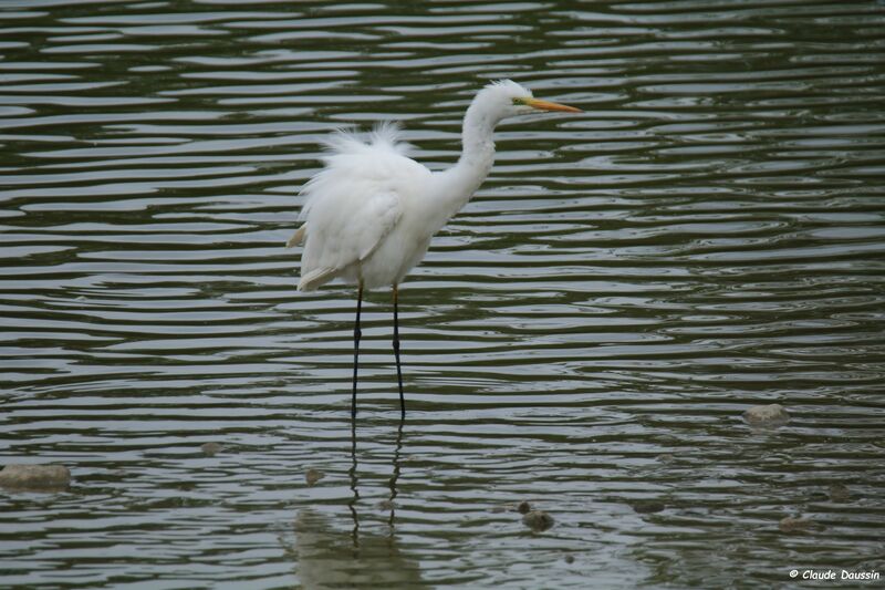 Grande Aigrette